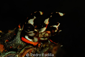 Lobster
Nikon D80 with 105mm + TC   f/16 @ 1/125s ISO100 by Pedro Padilla 